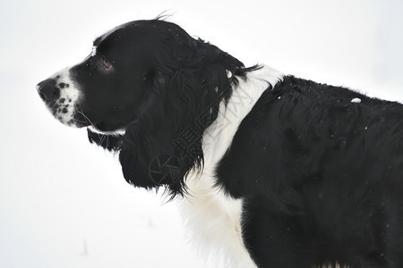 狗俄罗斯Spaniel在冬季行走俄国Spaniel在冬季行走朋友伪装图片