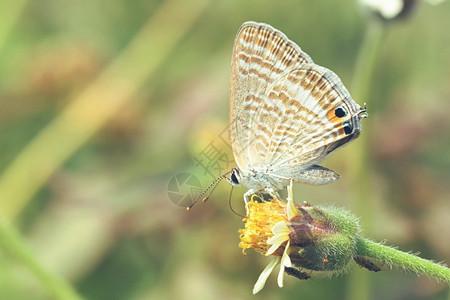 蝴蝶在美丽的花朵上闪耀着昆虫粉色的季节图片