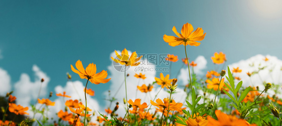 美丽的花园阳光和蓝天空背景的黄花朵开盛环境图片