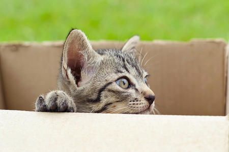纸箱子里的小猫咪图片