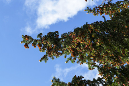 美丽的小甜圈挂在长青春枝上与蓝色的天空保持近距离美丽的圆锥树枝条植物群图片