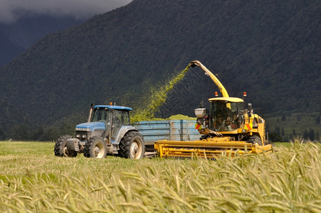 韦斯特兰股票农民在新西兰南岛海岸奶牛养殖场收获一作物以耕种三季酸作物进行淤泥场地图片