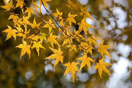 秋天黄色树叶图片