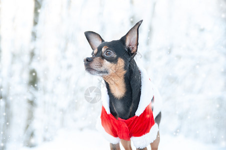 克劳斯庆典圣诞主题新年文字空间等冬季森林中的新年配额西装中的可爱狗SantarsquosNewYearrscops宠物图片