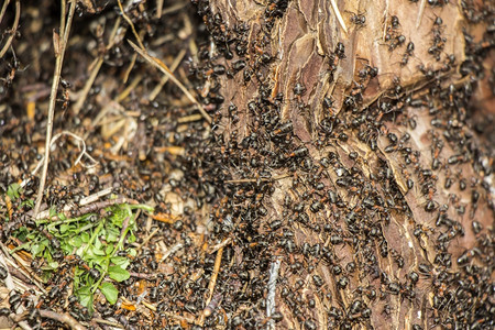 幼虫动物在森林xA的腐烂树丛中蚂蚁群昆虫学图片