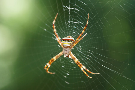 宏跳蜘蛛户外棕色的爬行图片
