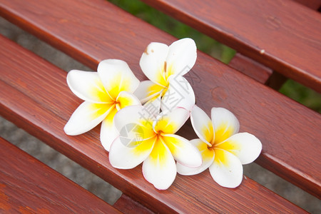 白花在椅子上的鲜从树上掉下来浪漫桌子自然图片