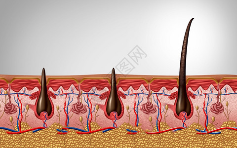 毛发蛋白和三角解剖学近似人体皮肤头以3D插图作为皮肤病医学符号的轴形纤维图像贾皮剃须图片