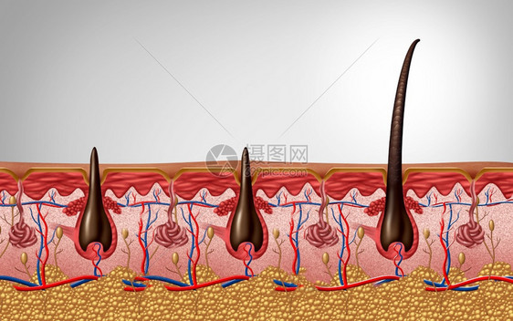 毛发蛋白和三角解剖学近似人体皮肤头以3D插图作为皮肤病医学符号的轴形纤维图像贾皮剃须图片