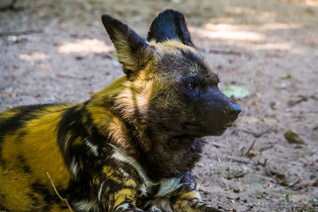 成熟女非洲野狗脸部被紧贴的非洲野狗来自的濒危动物种图片