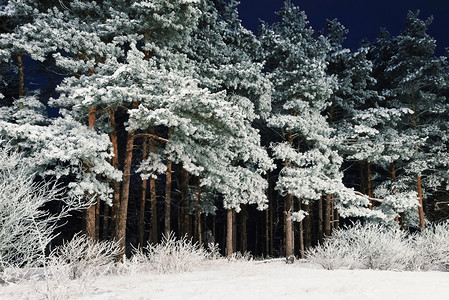 大雪纷飞黑暗的户外夜里森林中雪覆盖的隐藏树高清图片
