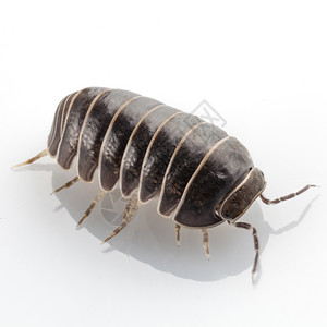 丸虫犰狳vulgare丸虫犰狳种在白色背景下分离漏洞眼睛动物图片
