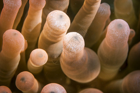 火海洋中的红柔软阿内莫尼珊瑚潜水动物图片