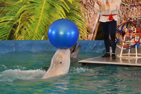 玩球的海豚水族馆海豚玩球背景