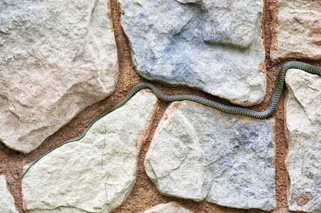 毒水平的闪亮彩色的天堂蛇尾巴在岩石上图片