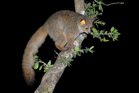 南非树上的夜间大加拉戈或丛林婴儿Otolemurcrassicaudatus物种好奇荒野图片