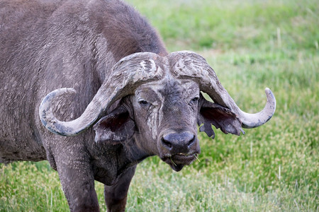 克鲁格大草原上的一头大水牛草原上的一头大水牛草地肉图片