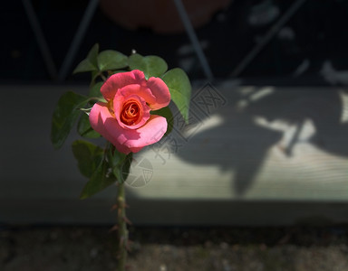 粉红玫瑰花朵一月在马洛卡的美巴利阿里阳光花瓣图片