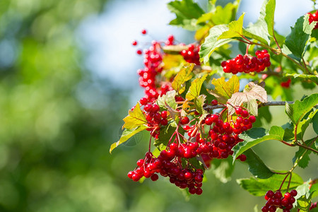 束在树枝上提取红色的莓素食主义者收成图片