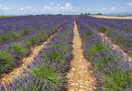 法国普罗旺斯的夏季淡紫草原植物群香气自然图片