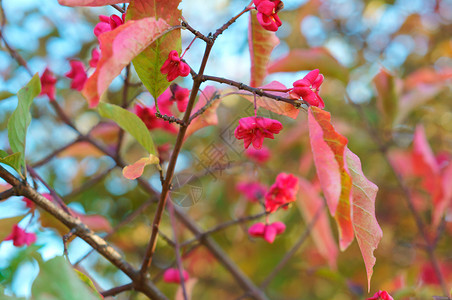 森林抽象的颜色秋天树叶背景树上红叶秋天树图片