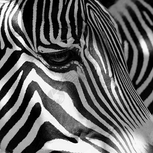 荒野动物在大自然中的美丽镜头斑马眼墙纸图片