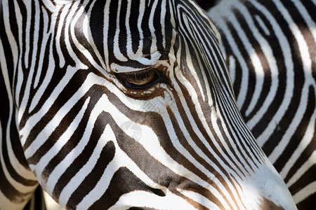 荒野动物在大自然中的美丽镜头斑马眼发细节图片