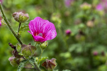 蕊投标红紫色的麦芽花在英语园里有绿色背景的粉红紫花瓣图片