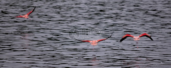 安的列斯群岛粉色翅膀火烈鸟在高托梅尔湖起飞前即刻落图片