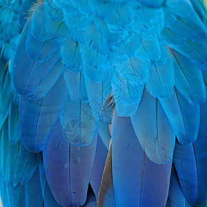 荒野热带翅膀蓝色和金麦毛羽图片