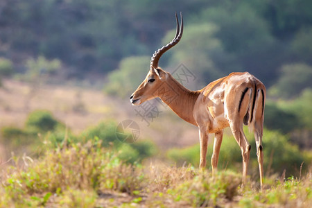 荒野羚羊警报Antellope站立在肯尼亚图片