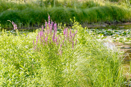 在炎热的夏日阳光下在靠近河流的草原上生长粉红淋巴沙里卡利亚花序oopicapi温暖的背景图片