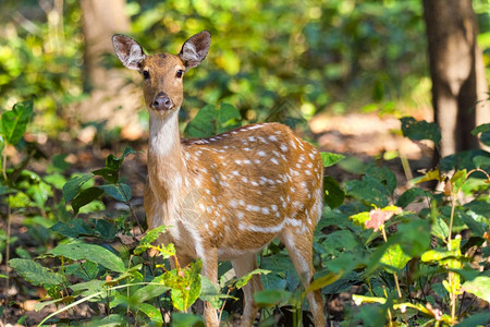 有蹄类自然森林斑点鹿CheetalAxisAxisAxisDeerRoyalBardiaNationalParkBardiyaP图片