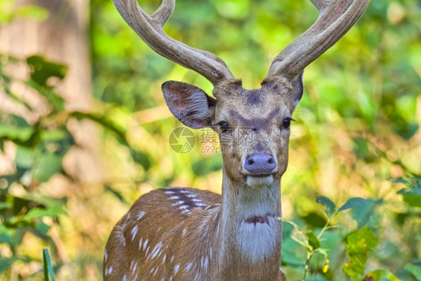的斑点鹿CheetalAxisAxisAxisDeerRoyalBardiaNationalParkBardiyaPark尼泊尔图片