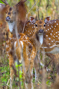 绿动物野生斑点鹿CheetalAxisAxisAxisDeerRoyalBardiaNationalParkBardiyaPar图片