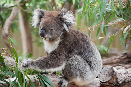 有袋动物柔软的土生长澳大利亚Koala熊食用叶树野生动物图片