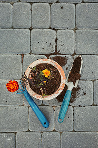 盆栽用花和工具铲子用铁和敲打砖头真正的人实情境重新植种工厂春天季节图片