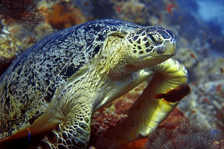 咬旅行马来西亚婆罗洲巴丹的绿海龟帕隆图片