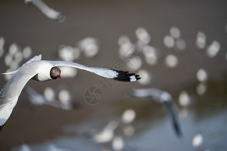 明亮的空气海鸥在洋上空飞翔翅膀图片