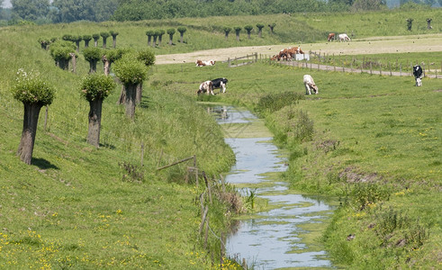 场地堤牛肉小水叫做荷兰的伯尔尼西河有奶牛和树图片