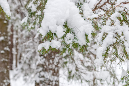 户外美丽圣诞节下雪时在森林中冬树图片