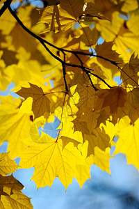 树木黄秋公园树上叶太阳金子图片