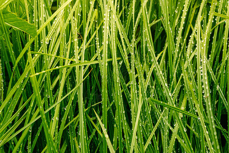 以露珠为背景的绿草自然色雨滴图片