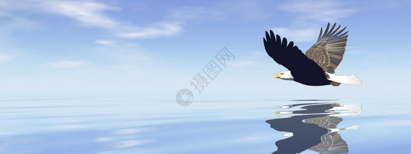 野生动物鹰飞向蓝天在海洋上3D使鹰飞向蓝天空3D荒野使成为图片