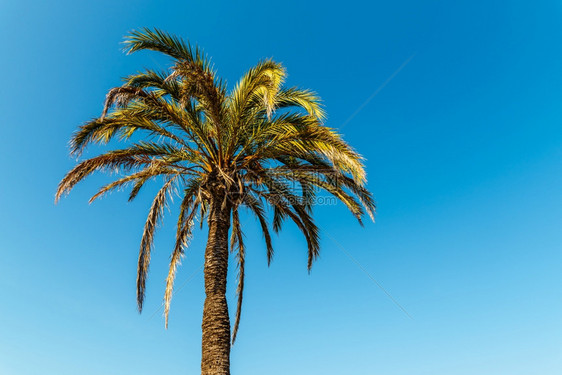 天空蓝绿棕榈树活力场景图片