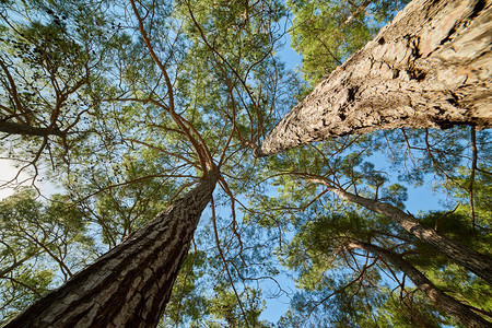 松树干森林中以下视图为底观树木以下视图为底观公园图片