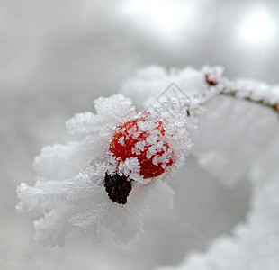 雪后红色的玫瑰果图片