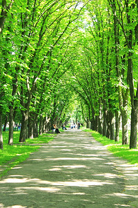 人行道拥有路和绿树的美丽城市公园绿树和自然色图片