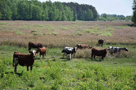 沼泽在瑞典群岛奥兰一个湿地好奇的年轻牧牛群在荒地上放牧动物奶牛图片