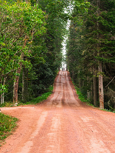树木户外桑迪路在森林公园中人们沿着森林行走道路经过森林附近树图片
